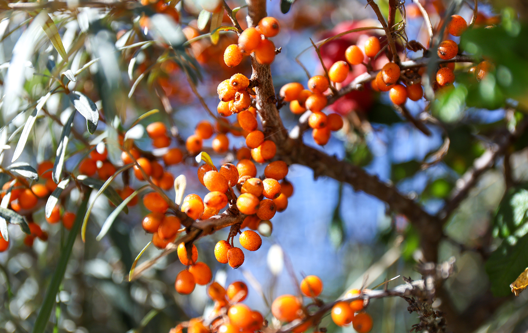 أبو فايس.. الفاكهة الصغيرة التي تحارب الشيخوخة والسرطان