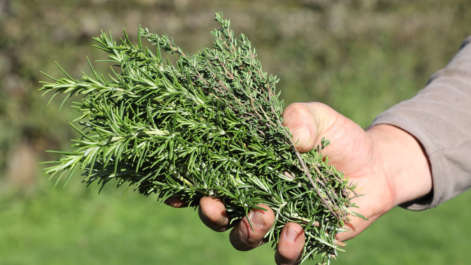 إكليل الجبل... سر طبيعي لتسريع شفاء الجروح وتقليل الندبات