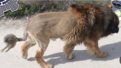 أنباء عن تجول أسد في مدينة التربة بتعز تُثير ذعر السكان