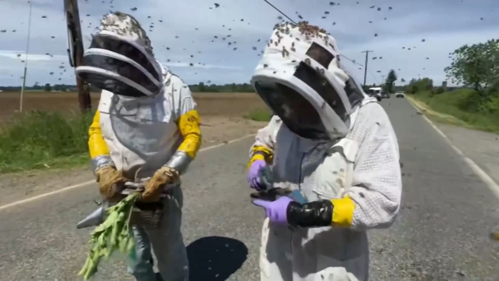 مأساة في البرازيل: هجوم نحل ينهي حياة أب وابنته