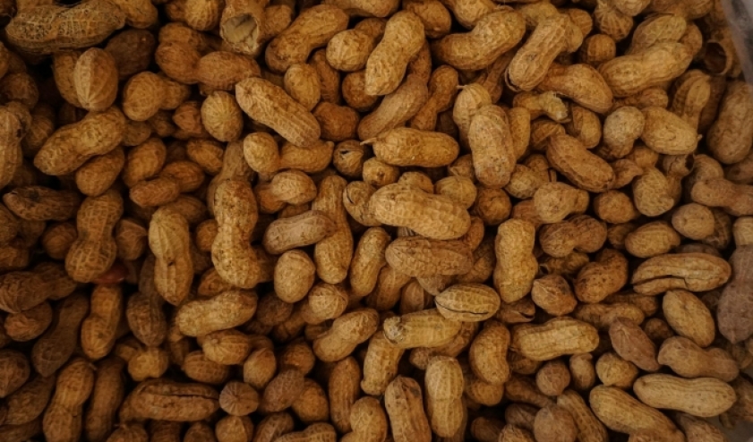 حيرة الوجبات الخفيفة: الفستق الغالي أم الفول السوداني الاقتصادي؟