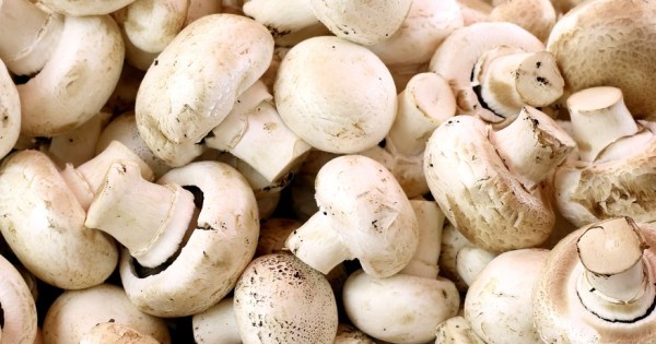 المشروم&hellip; طعام بسيط بفوائد خارقة